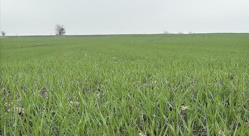 Çiftçilerin buğday ekim mesaisi sürüyor