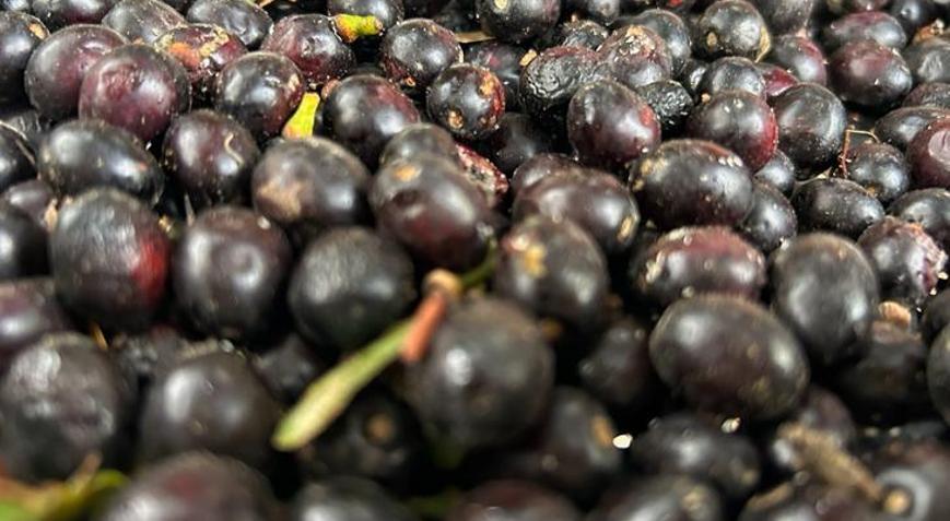 Hasat başladı: Yoğun talep görüyor Litresi 1.000 TL