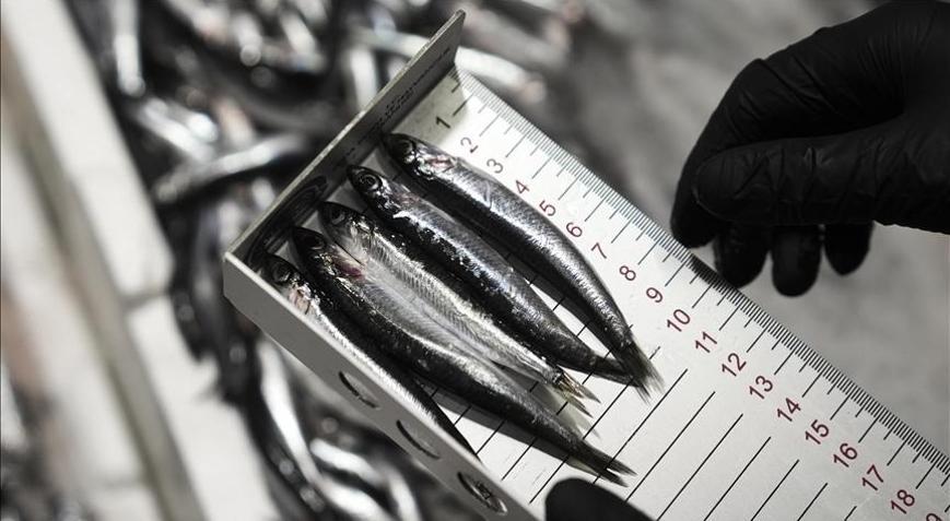 Ankarada bu yıl 6 bin 161 su ürünleri denetimi yapıldı