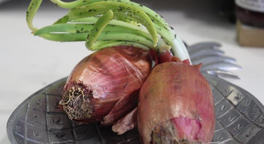 Haftalar geçse bile çürümüyor Soğanı taze tutan yöntemler