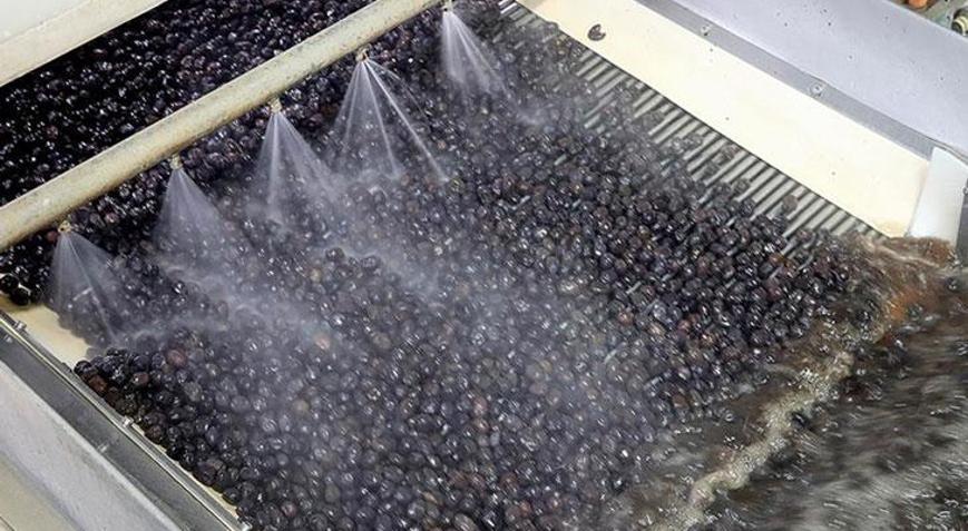Türk zeytini 68 ülkeye ihraç ediliyor
