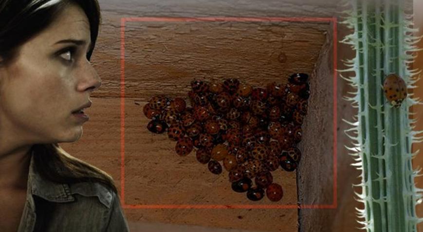 �stilac� u�ur b�ce�i pani�i! T�m evleri b�yle sarm��: 'Yamyam gibi davran�yorlar