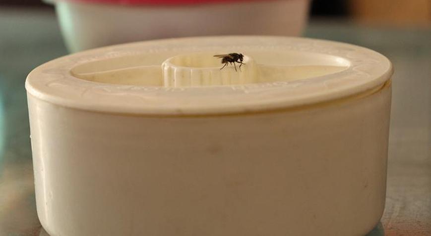 Evi küçük sinekleri mi sardı Bir gecede hepsini çekiyor