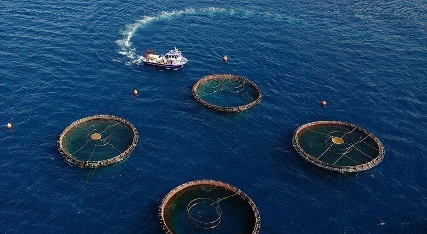 Doğu Karadenizden 29 ülkeye su ürünü ihraç edildi