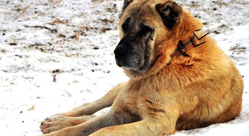 Erzurum’dan Amerika’ya uzanan sıra dışı hikaye 1938’de çoban köpekleri için yapılan diplomatik yazışma gün yüzüne çıktı