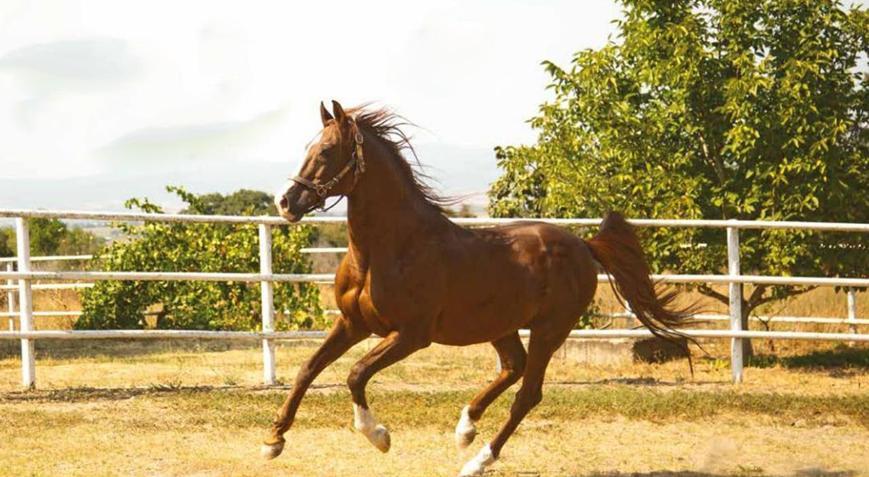 TİGEM safkan 14 Arap kısrağı satacak