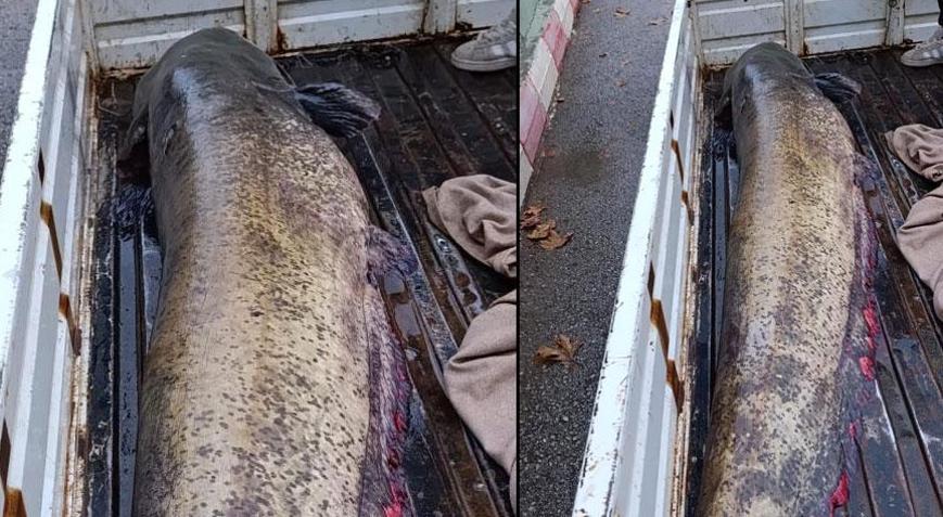 4 kişi yardım etti gören şoke oldu ‘Böylesini hayatımda görmedim