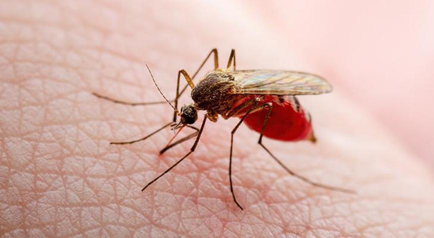 Dünyada hızla yayılıyor Sivrisineklerden bulaşıyor ve tedavisi yok