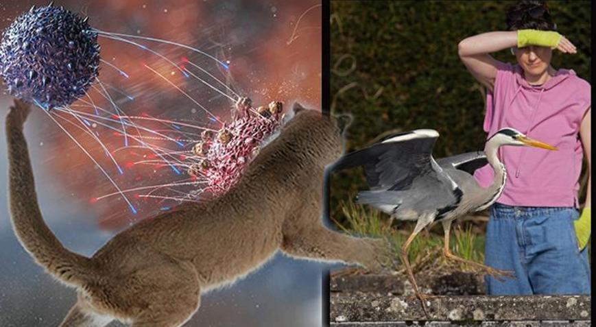 Kuş gribi ilk kez insan öldürdü Virüs kapıyı araladı: Artık tehdit değil, çok başlı bir yapı