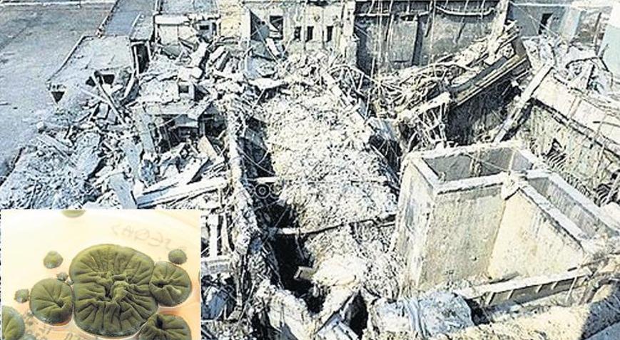 Çernobil’de ‘farklı hayat’