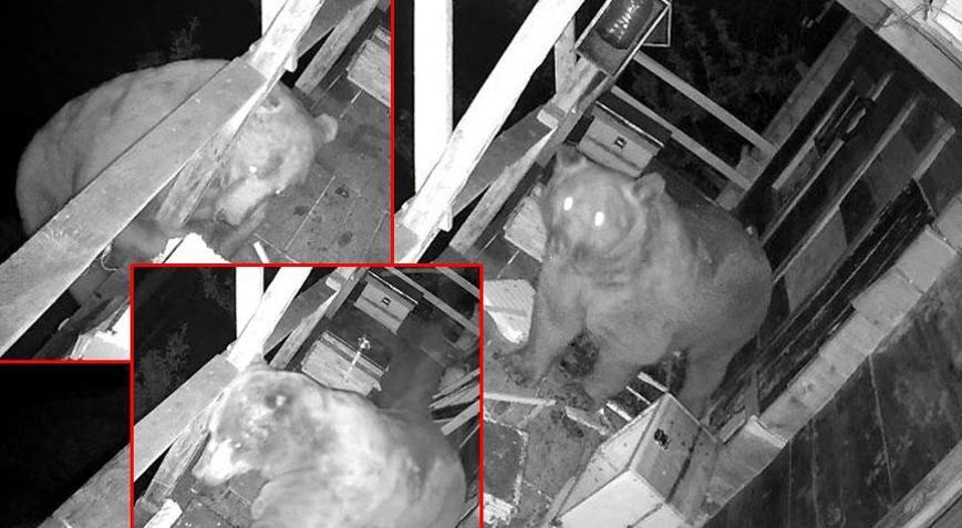 2 gün üst üste balkondan tırmandı Görüntüleri izleyince şoke oldu