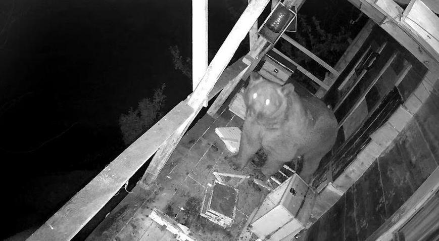 İki gün üst üste balkona tırmanan ayı kovanları parçalayıp, balları yedi; o anlar kamerada