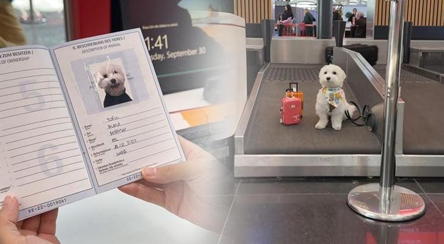 Dünya turundaki köpek İstanbula geldi