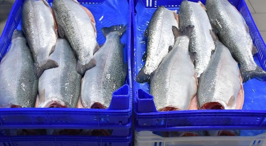 Doğu Karadenizin Türk somonu ihracatı 164 milyon doları aştı