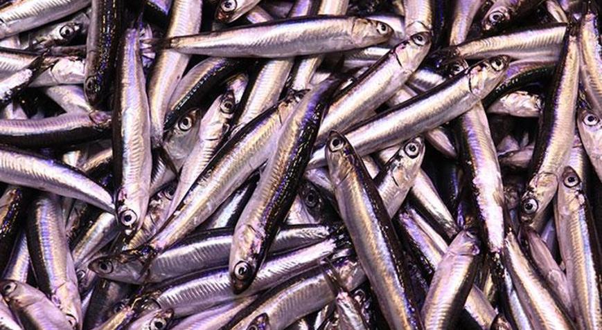 İstanbulda haldeki balıkçıların yüzünü en çok hamsi güldürdü