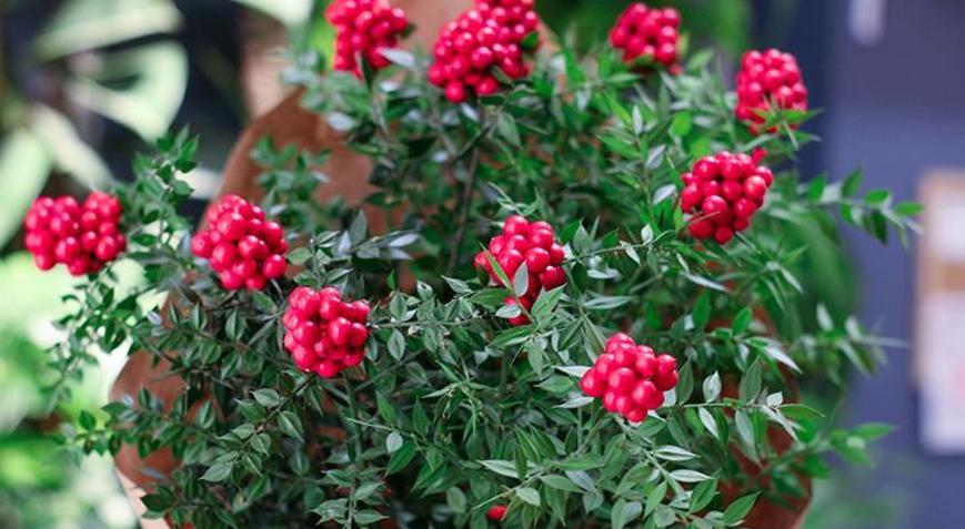 Kokinalar hemen buruşuyor mu Kokina çiçeği bakımının püf noktası