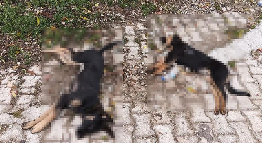 Sahipsiz köpekler zehirlenerek öldürüldü iddiası Muhtardan dehşete düşüren açıklama