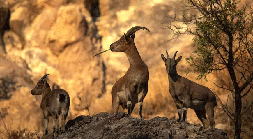 Ava giderken avlandı: Yaban keçisi vuran şahsa 953 bin TL ceza