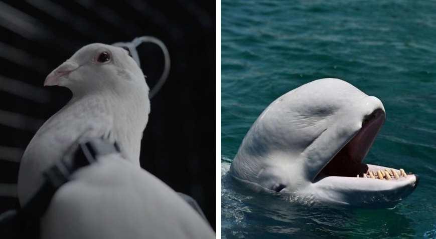 Dünyanın en tuhaf silahları Hayvanlardan nesnelere istihbaratın karanlık yüzü
