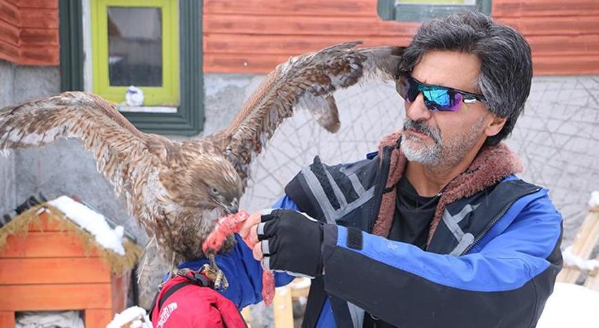 Tedavi edip doğaya bıraktı Kızıl Şahin 6 ay sonra aynı kapıya geri döndü