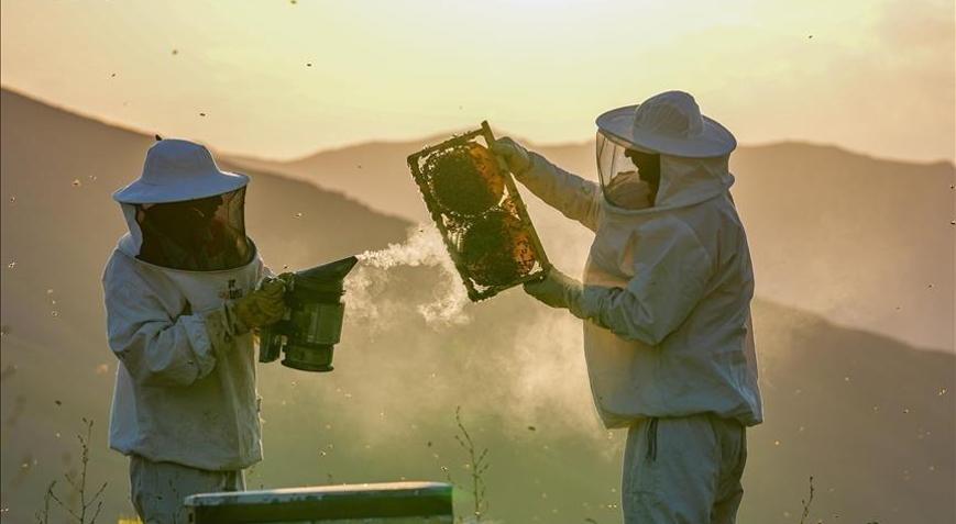 Türkiyede kışlama döneminde arı ölümleri artıyor