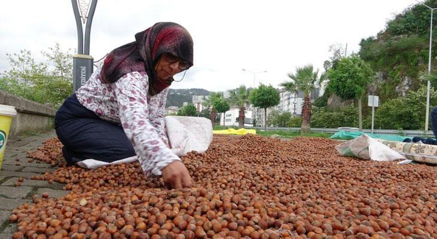 Giresunda fındık fiyatı 250 TLye geriledi
