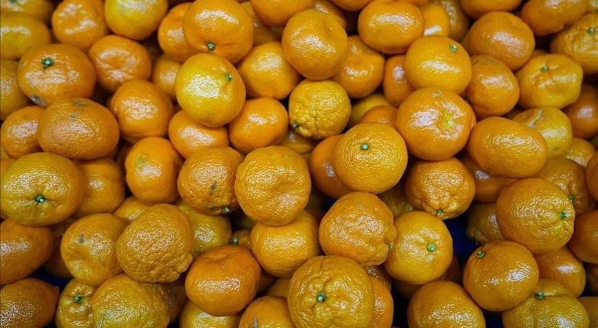 Türkiyenin mandalina ihracatı rekora ulaştı