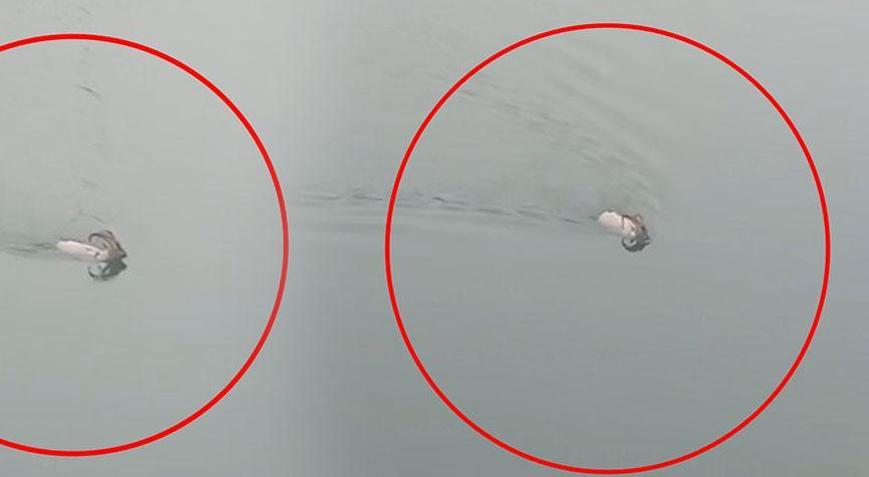 Görür görmez telefona sarıldı Baraj gölünü yüzerek geçti