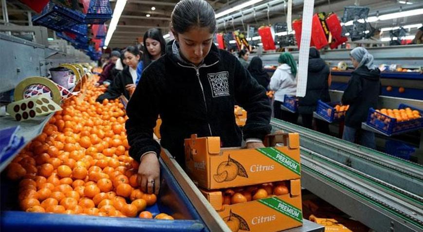 Türkiye’nin mandalina ihracatı rekor kırdı