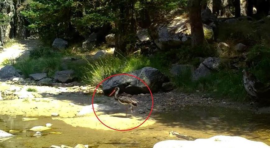 Siyah inci ortaya çıktı Türkiyede çok nadir görülüyor
