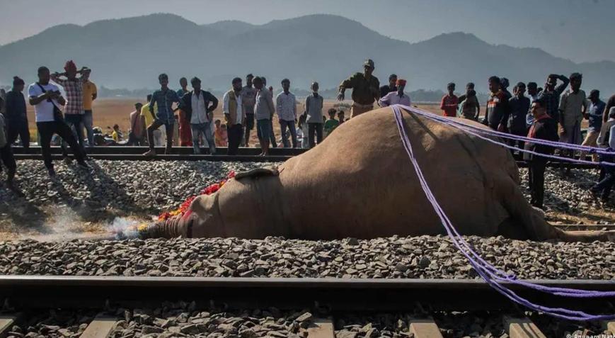 Göç yolu ölüme götürdü Tren kazasında 7 fil telef oldu