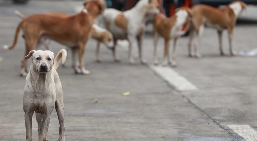 19 bin başıboş köpek itlaf edildi Iraktan toplum sağlığı kararı