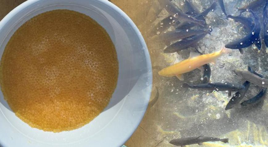 Alabalık sağımı başladı 2 bin 550 ton üretim yapıyorlar