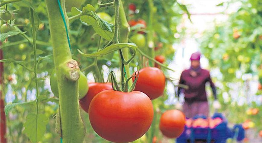 Bitkisel üretimde biyolojik mücadele