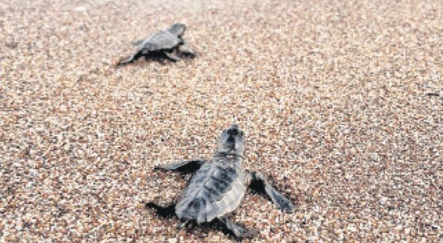 Binlerce Carretta yavrusu denizle buluştu