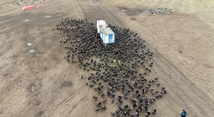 Tekirdağda yılbaşı öncesi hindi satışları arttı; dişi hindiye ilgi daha fazla