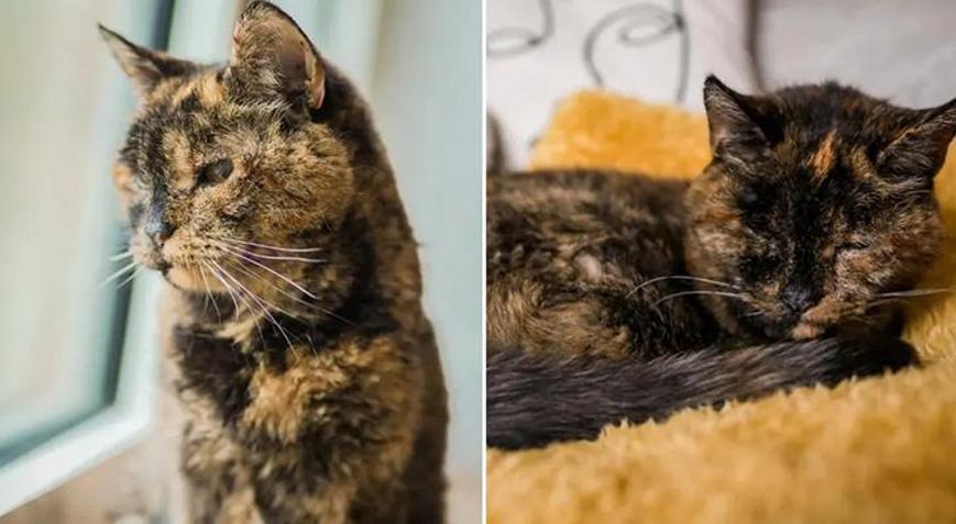 140 yıla denk bir ömür Dünyanın en yaşlı kedisi 30 yaşına girdi: İşte uzun yaşamının sırrı