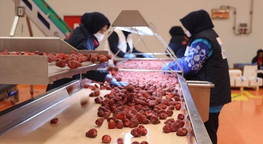 Dondurulmuş meyve ve sebzede, 2026da 200 milyon dolar ihracat hedefi