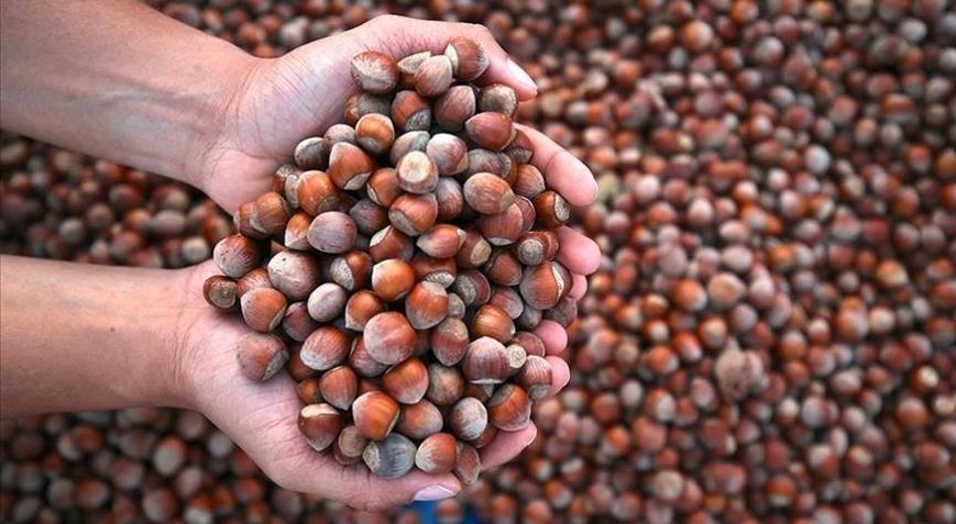 Kar fındıkta soğuklama sürecine katkı sağladı