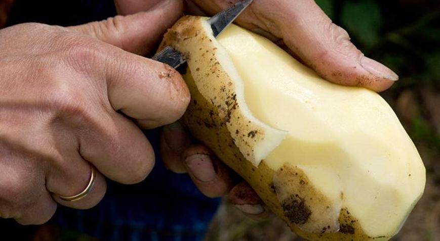 Yıllardır çöpe atıyoruz Patates kabuklarının faydalarını duyunca artık atmayacaksınız...