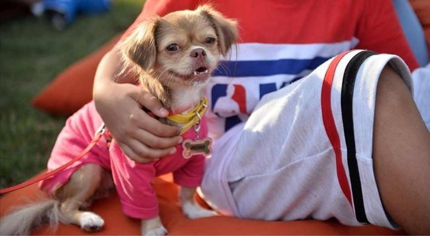 Köpek sayısı çocuk sayısını geçti 10 yılda demografik yapıda çarpıcı değişim