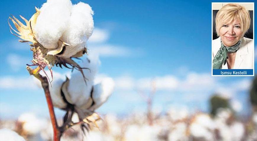 Yağış pamukta rekolte düşürdü