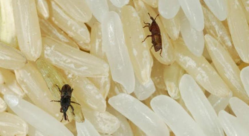 Pirinç böceklenmesi artık dert değil Böcek oluşmasını engelleyen yöntemler