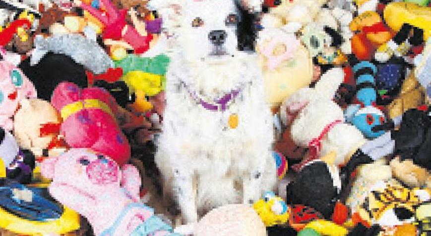 Kulak misafiri ‘dâhi’ köpekler