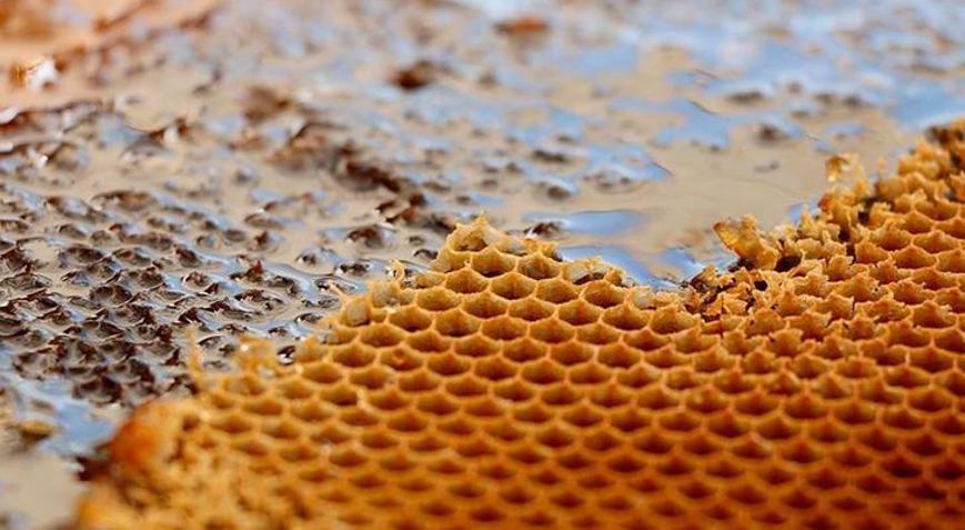 Dünyanın en pahalı balı Ilgazda satıldı Fiyatıyla Guinness Rekorlar Kitabına girdi