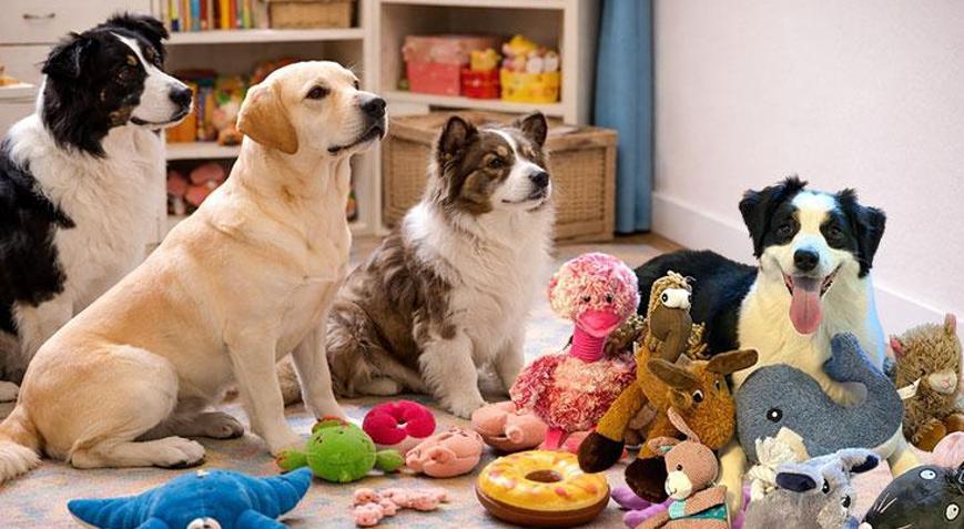 Oturdan fazlası: Köpekler konuşmaları çözüyor Bilim insanlarını şaşırtan keşif