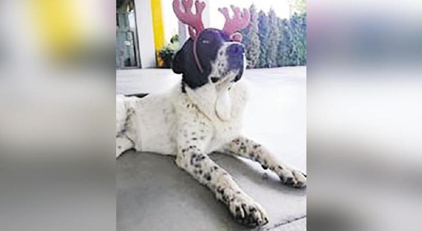 ‘Matmazel’ dövülerek öldürülmüş