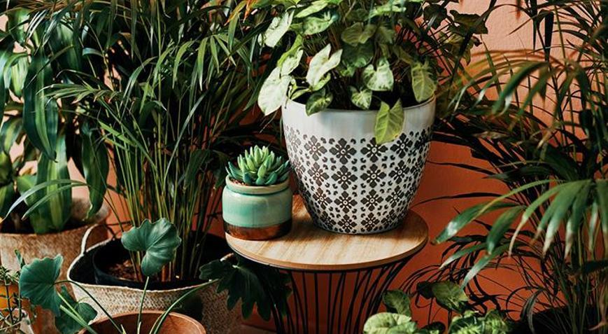 Unutsanız bile kurumuyor: Günlük sulama gerektirmeyen bitkiler