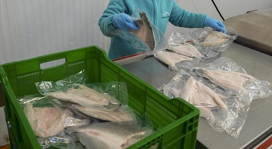 Türkiyenin su ürünleri ihracatı 4 milyar doları aştı