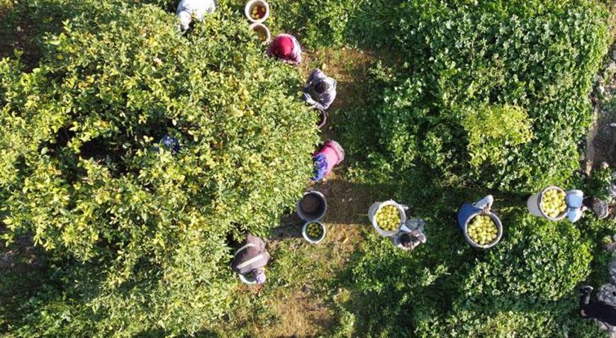 Tarım-ÜFE yüzde 36,01 arttı